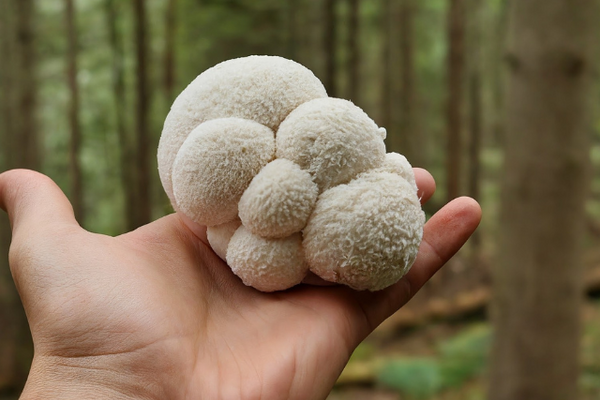 Lion’s Mane Benefits: Which Product Is Right for You?