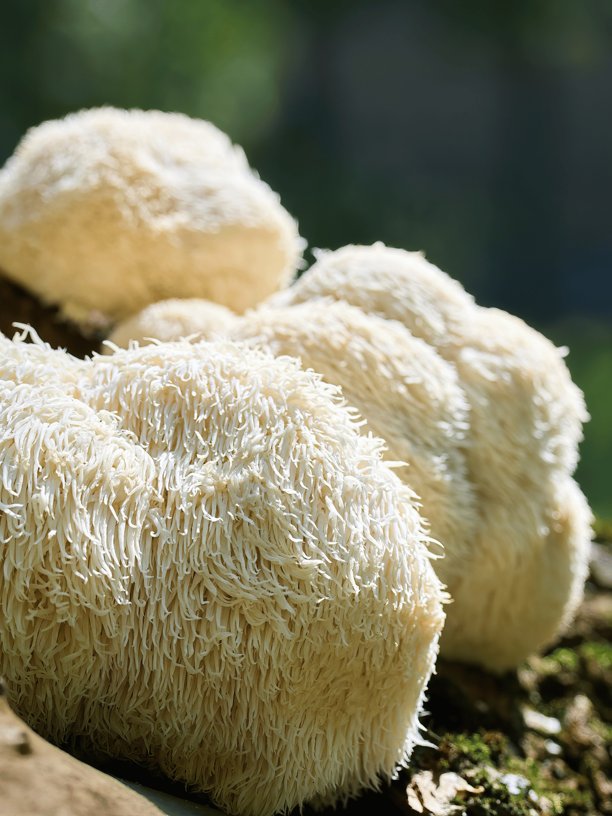 What is Lion’s Mane: The Brain Food You Need to Know About