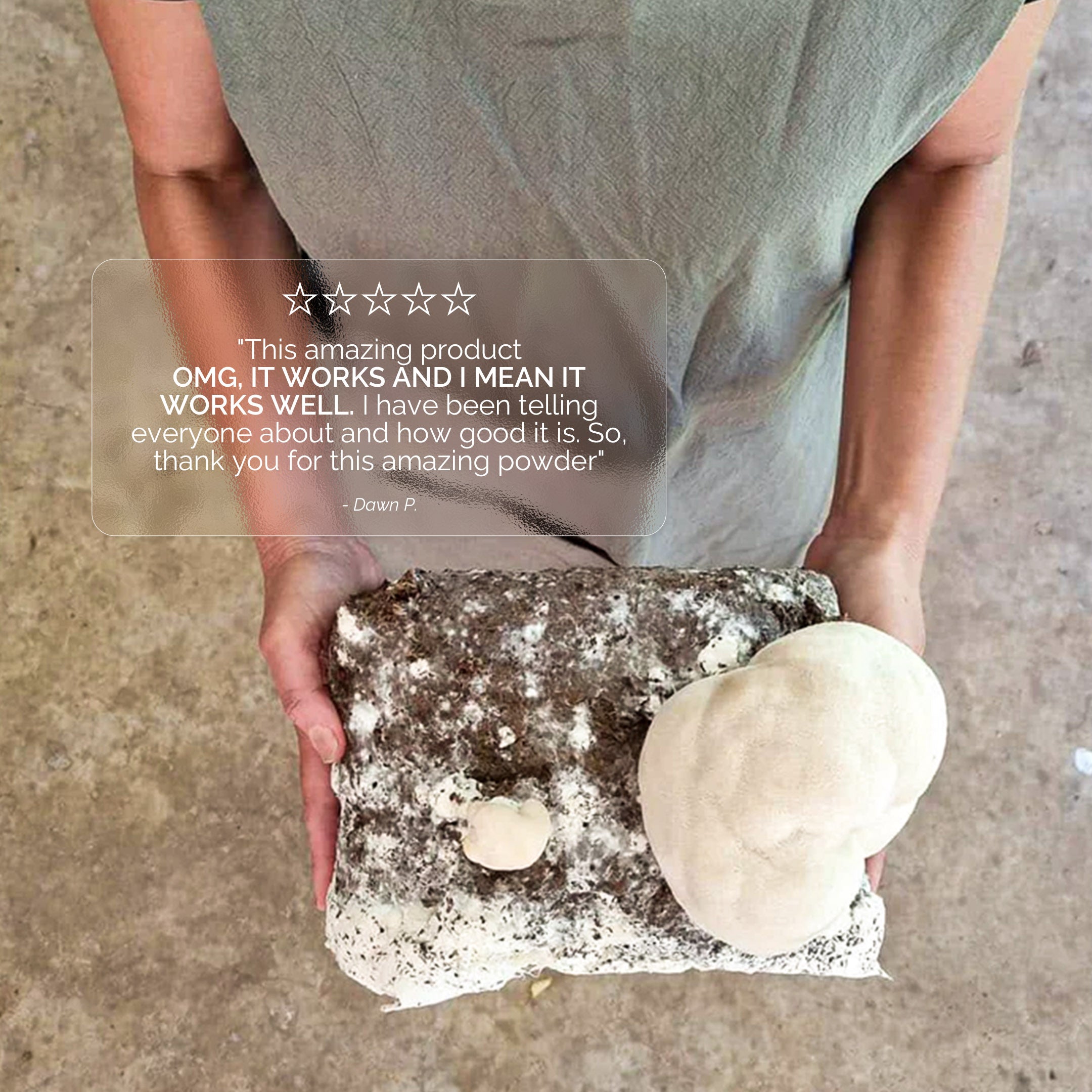 Australian Grown Lions Mane Powder