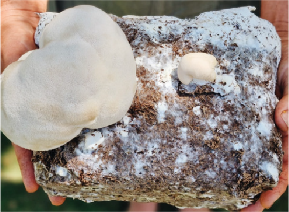 Groundbreaking Research Confirms: Mycelium Matters
